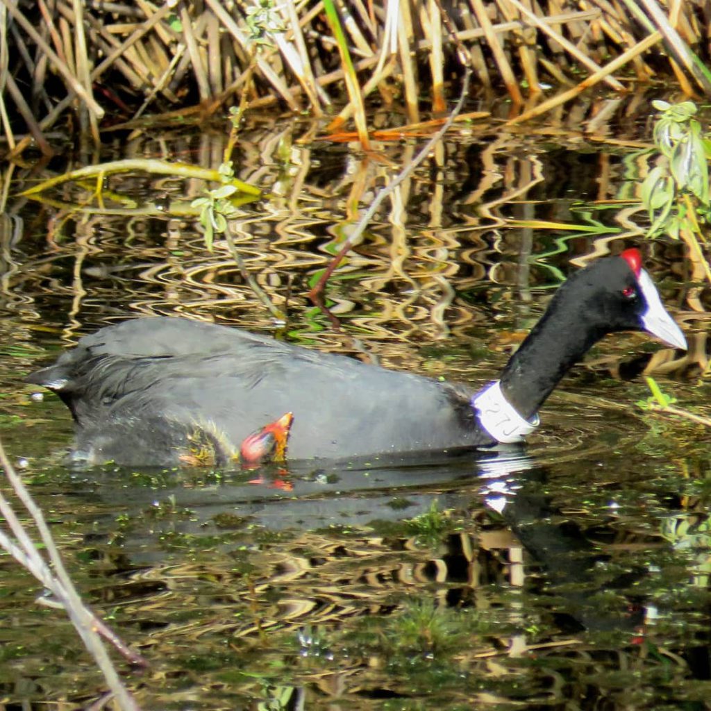 En la Charca de Suárez se han reproducido 95 parejas de 13 especies ligadas al humedal que han sacado un total de 272 pollos