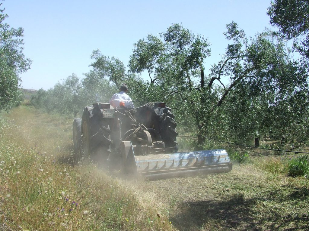 Andalucía ya tiene publicada la ley que fomenta el consumo de alimentos ecológicos