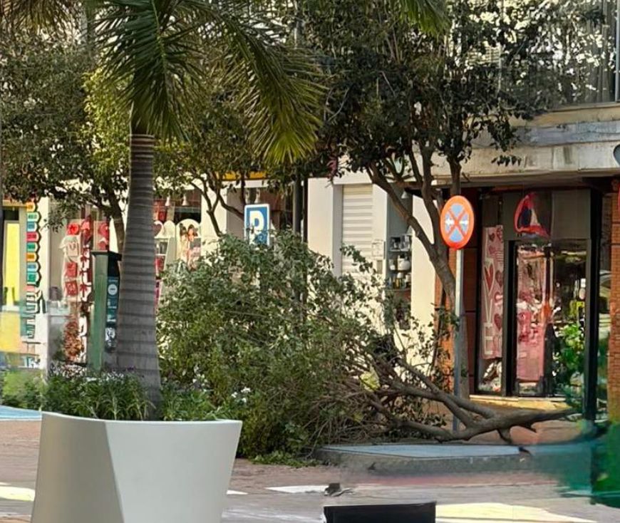 El viento tumba el mástil de la bandera de Andalucía en la rotonda de la Avda. de Europa de Motril y caída de árboles