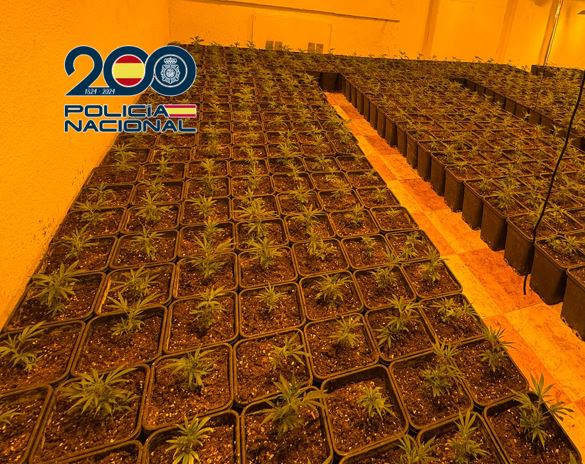 Desmantelados en Granada varios pisos dedicados al cultivo de marihuana incautando más de 1.300 plantas y 300 gramos de picadura